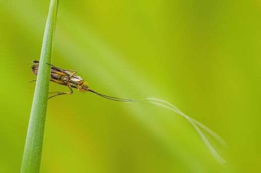 a Small butterfly insect on a plant in the meadows