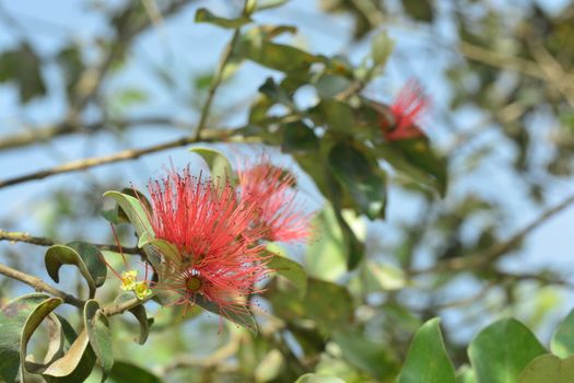 Flowers and leaves of the Syzygium Fruit