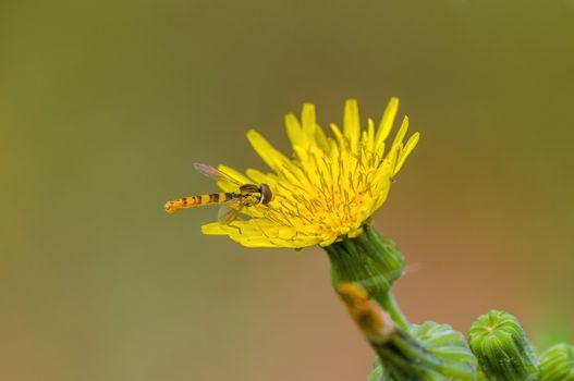 a Small wasp insect on a plant in the meadows