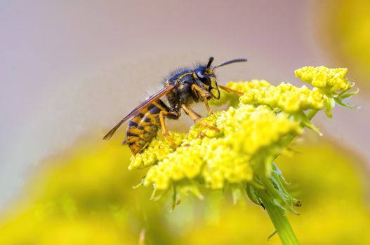 a Small wasp insect on a plant in the meadows