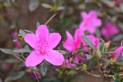 Azaleas  are flowering shrubs in the genus Rhododendron, particularly the former sections Tsutsuji (evergreen) and Pentanthera (deciduous). Azaleas bloom in the spring