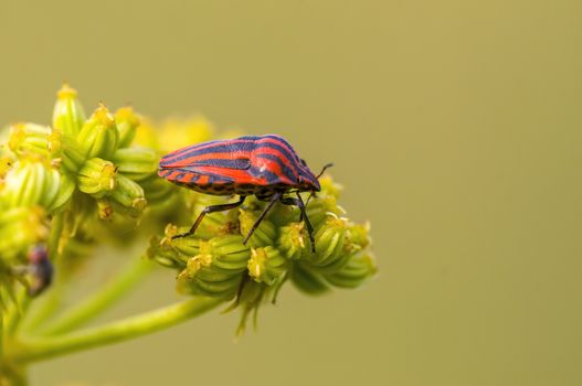 a Small beetle insect on a plant in the meadows