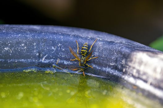 a Small wasp insect on a plant in the meadows