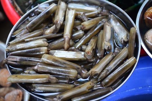 Razor clam Sell in fresh seafood market, note subject is blurry