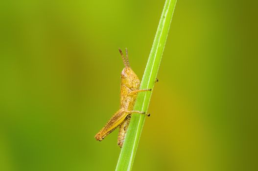 a Small grasshopper insect on a plant in the meadows