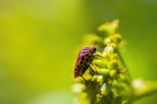 a Small beetle insect on a plant in the meadows