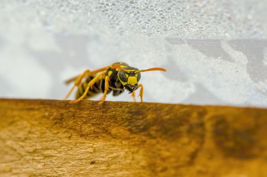 a Small wasp insect on a plant in the meadows