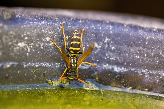 a Small wasp insect on a plant in the meadows