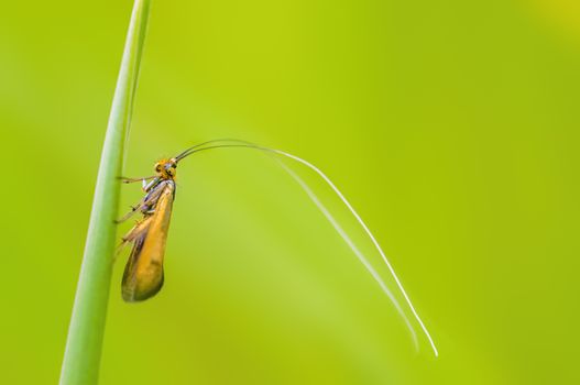 a Small butterfly insect on a plant in the meadows