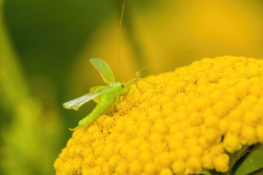 a Small grasshopper insect on a plant in the meadows