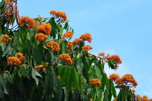 Yellow Saraca or Saracca thaipingensis Cantley ex Prain, note  select focus with shallow depth of field	