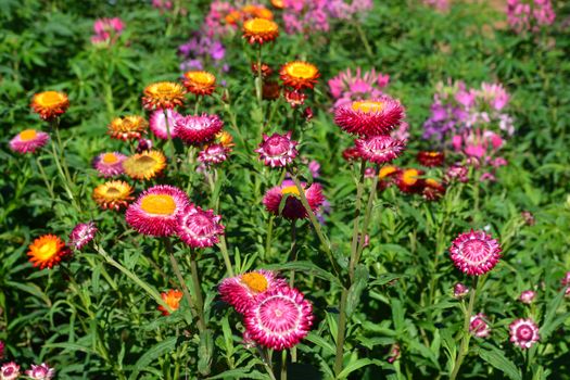 Beautiful of colorful  everlasting flowers or straw flowers for background 