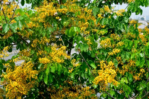 Pterocarpus macrocarpus, or the Burma padauk, is a tree native to the seasonal tropical forests of southeastern Asia, note  select focus with shallow depth of field