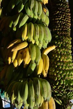 Bunch of  bananas in the banana garden. Agricultural plantation.