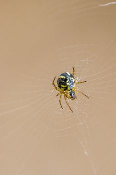 a Small spider insect on a plant in the meadows