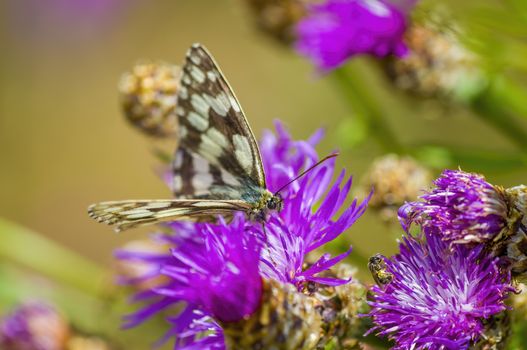 a Small butterfly insect on a plant in the meadows