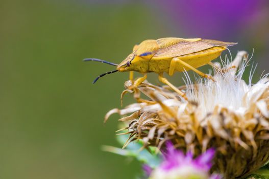 a Small beetle insect on a plant in the meadows