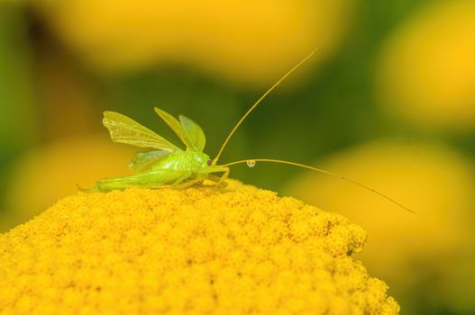 a Small grasshopper insect on a plant in the meadows