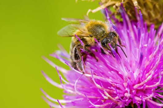 a Small wasp insect on a plant in the meadows