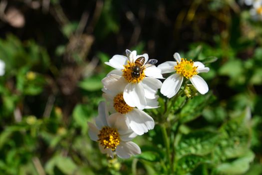 Blackjack, Spanish needle or Bidens pilosa L with copy space for text, note select focus at bee