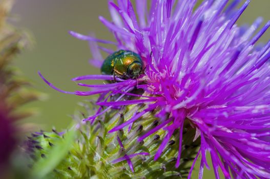 a Small beetle insect on a plant in the meadows
