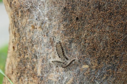 The picture shows an oak processionary moth on a tree