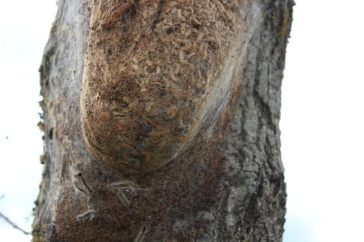 The picture shows an oak processionary moth on a tree