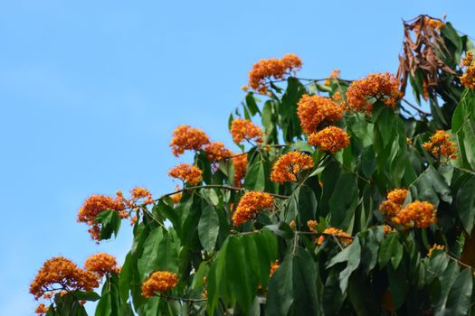 Yellow Saraca or Saracca thaipingensis Cantley ex Prain, note select focus with shallow depth of field