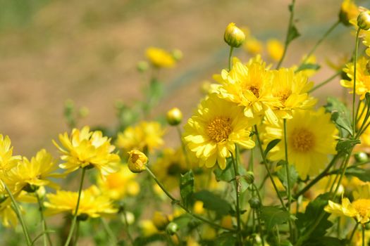 Chrysanthemum morifolium Ramat is a perennial herb covered with yellow villous hairs, cultivated in many areas in China for medicinal and food applications as well as for ornamental use.

