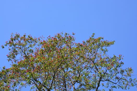 Blossom of the Red Silk Cotton Tree or Bombax Ceiba, and it is a popular ornamental tree found in East and South Asia, Flowers can eat.