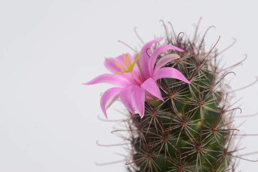 Mammillaria mazatlanensis cactus flower, Pink flower cactuss
