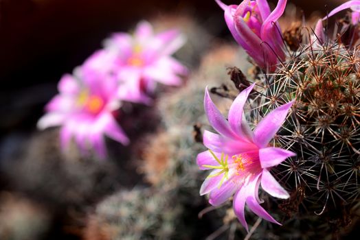 Mammillaria mazatlanensis cactus flower, Pink flower cactus