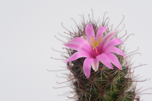 Mammillaria mazatlanensis cactus flower, Pink flower cactus