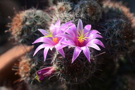 Mammillaria mazatlanensis cactus flower, Pink flower cactus

