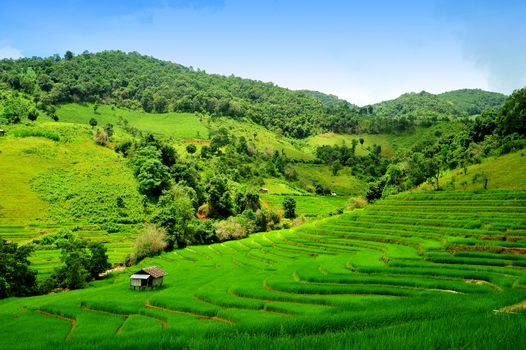 Green Terraced Rice Field in Mae Long House , Mae Chaem, Chiang Mai, Thailand.

