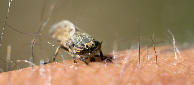 a Little fly insect on a plant in the meadows