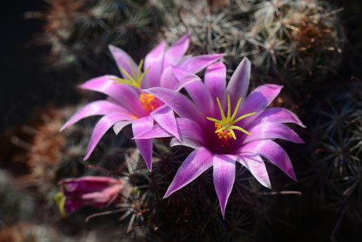 Mammillaria mazatlanensis cactus flower, Pink flower cactus