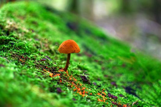 Beautiful close up of fungi with orange cap on green moss background. Mushroom macro. Scenic nature background with copy space.