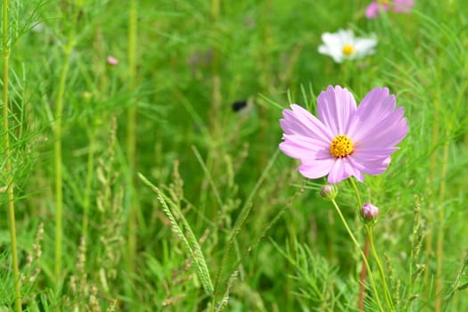 Pink Cosmos flower and grass with copy space for text