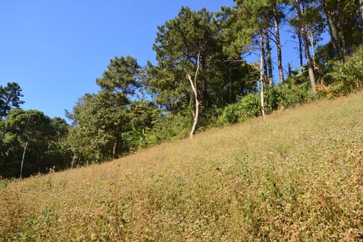 Tree on grass hill, Thung Salaeng Luang National Park covers in Phetchabun and Phitsanulok Provinces of Thailand.