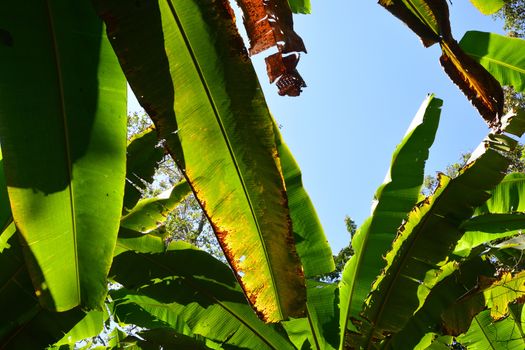 plant disease on a banana leaf