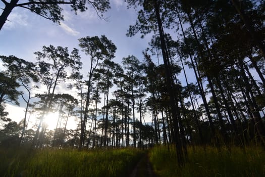 Tree on grass hill, Thung Salaeng Luang National Park covers in Phetchabun and Phitsanulok Provinces of Thailand.