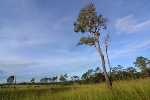 Tree on grass hill, Thung Salaeng Luang National Park covers in Phetchabun and Phitsanulok Provinces of Thailand.