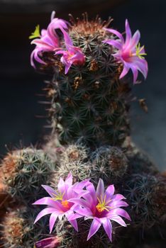 Mammillaria mazatlanensis cactus flower, Pink flower cactus

