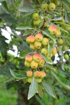Malus transitoria, the cut-leaf crabapple, is a species of flowering plant in the crabapple genus Malus of the family Rosaceae.