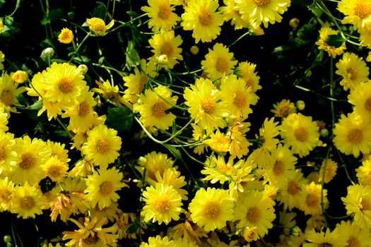 Chrysanthemum morifolium Ramat is a perennial herb covered with yellow villous hairs, cultivated in many areas in China for medicinal and food applications as well as for ornamental use.