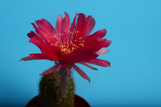 Echinopsis Kermesina cactus flower, Red flower cactus