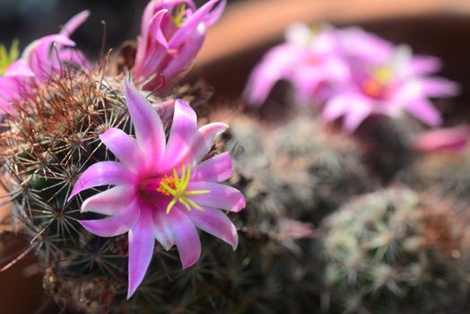 Mammillaria mazatlanensis cactus flower, Pink flower cactus