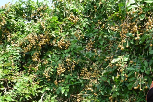 The Longan Fruit Tree - Lychee Close Relative