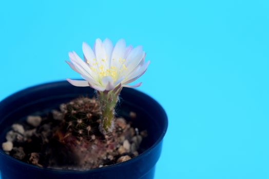 Blooming white  flower of Lobivia cactus on  blue background with copy space for text